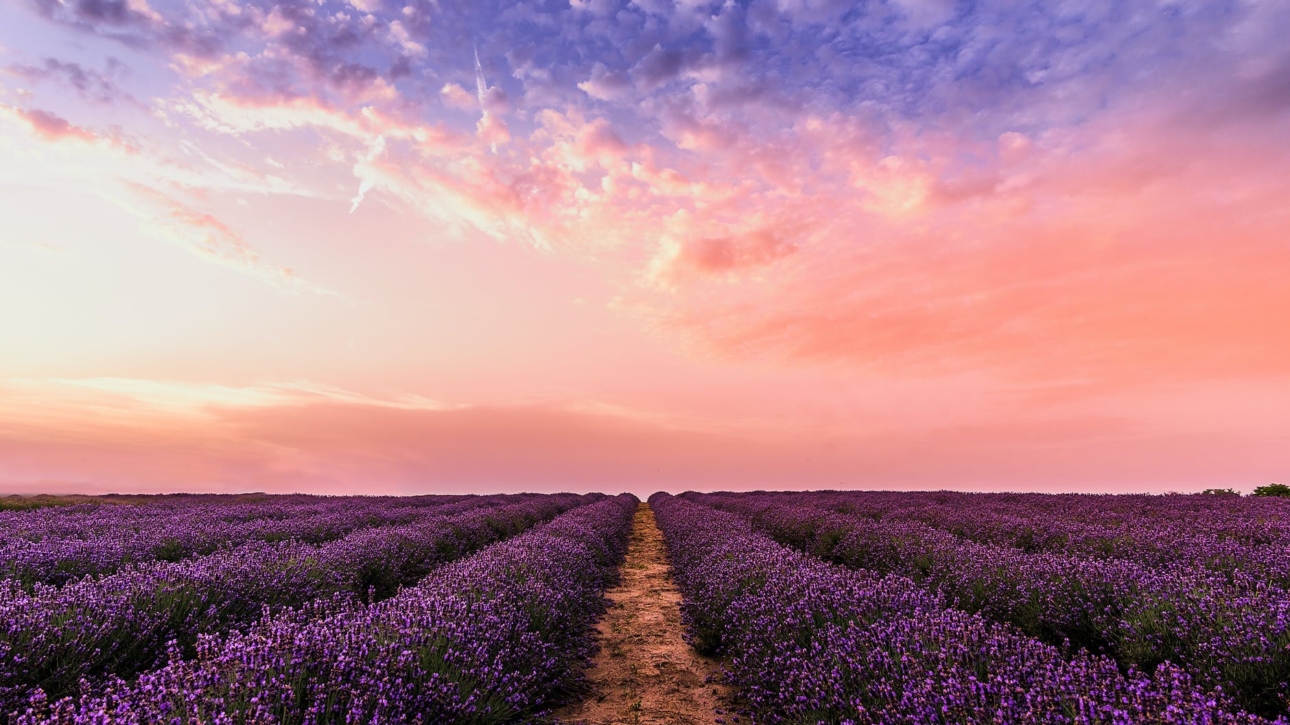 photo lavender flower field under pink sky