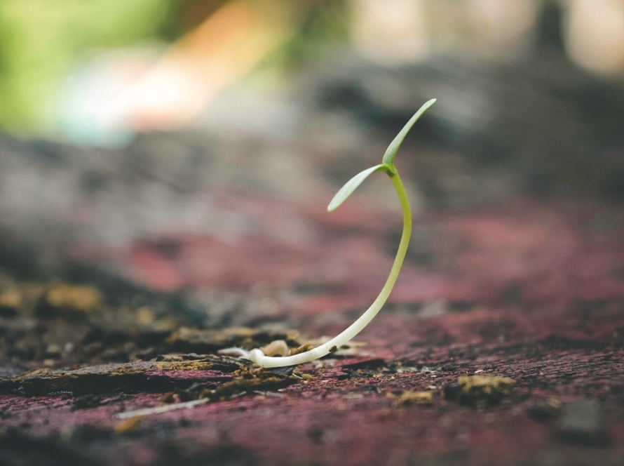 blur close up focus ground