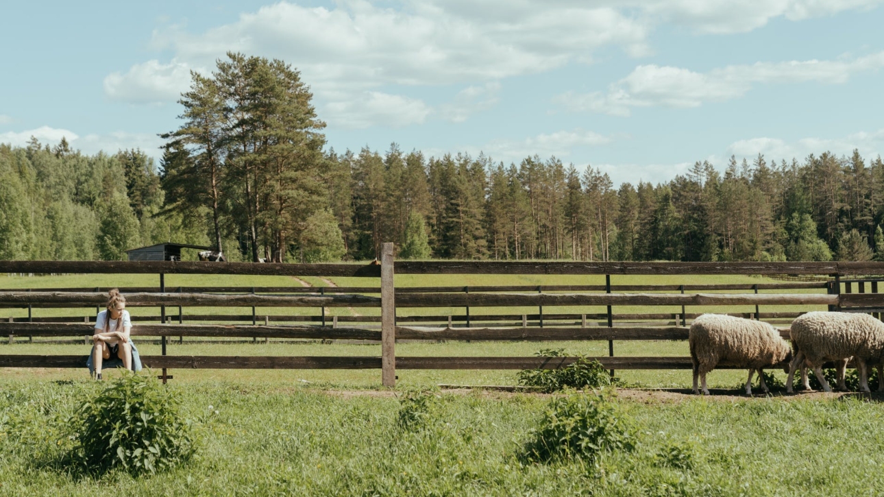brown sheep on green grass field