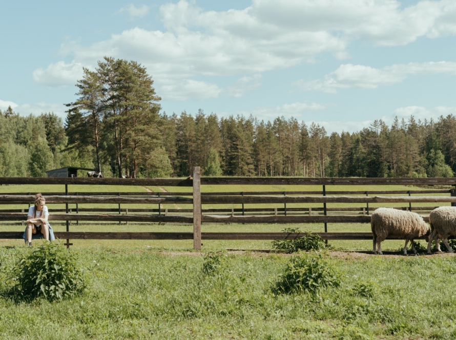 brown sheep on green grass field
