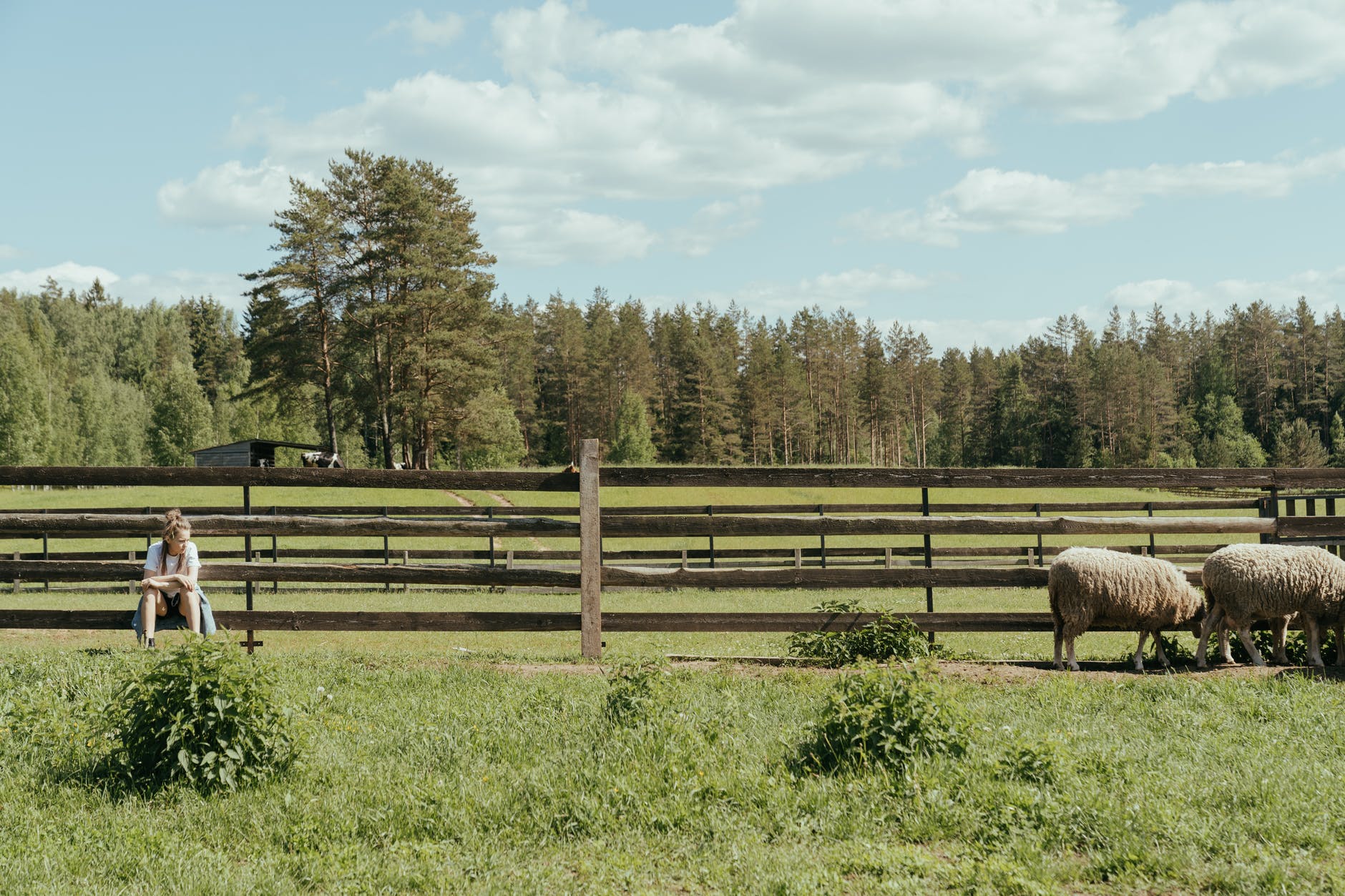 brown sheep on green grass field