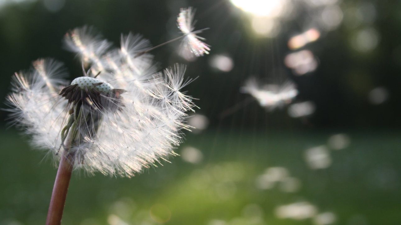 white dandelion flower shallow focus photography