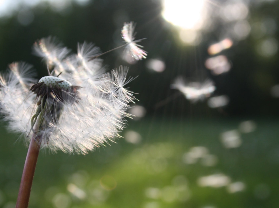 white dandelion flower shallow focus photography