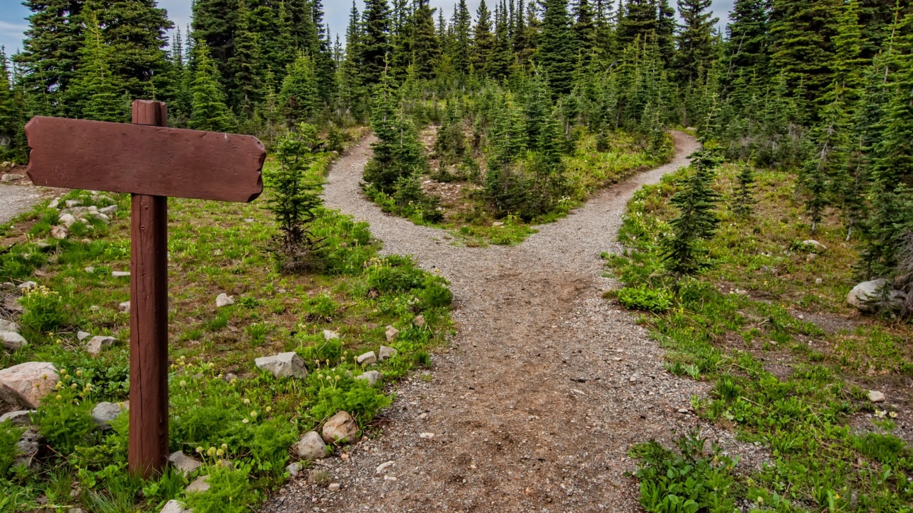 photo of pathway surrounded by fir trees