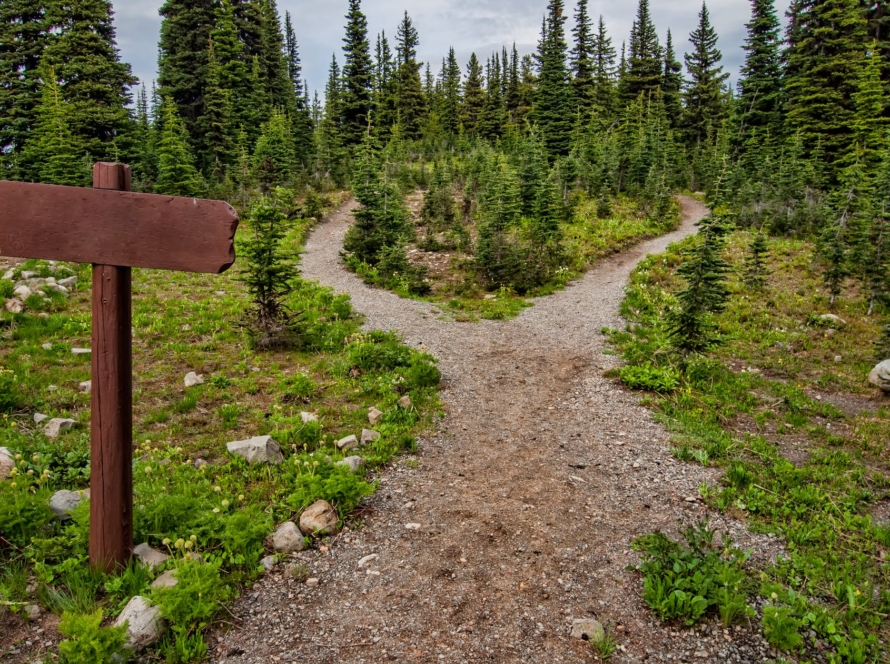 photo of pathway surrounded by fir trees