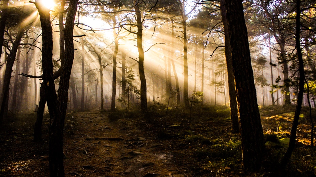 photo of trees at golden hour