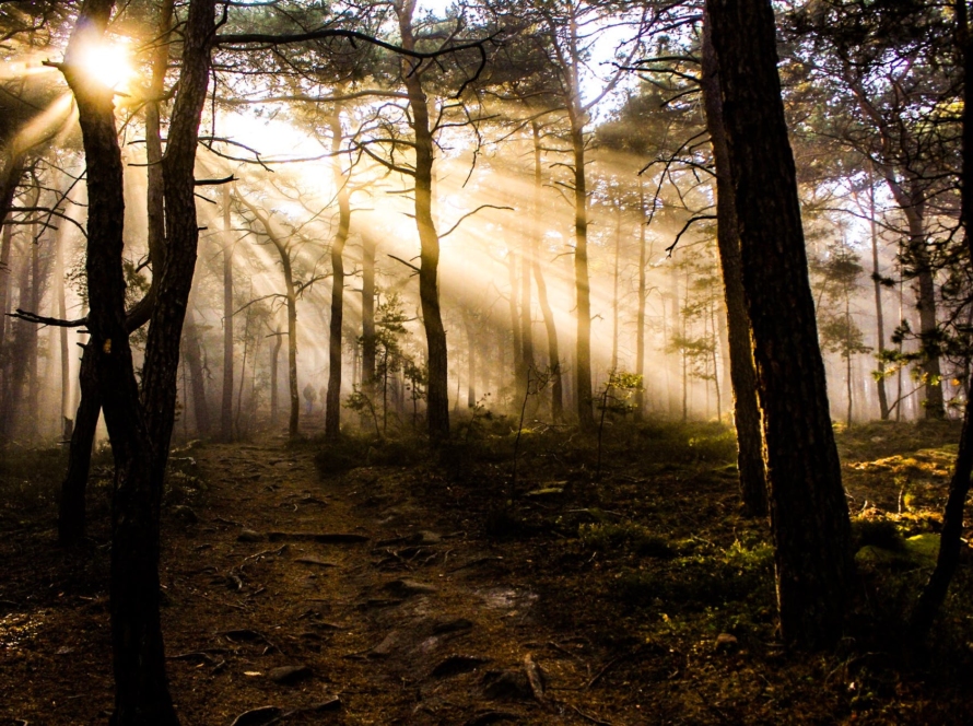 photo of trees at golden hour