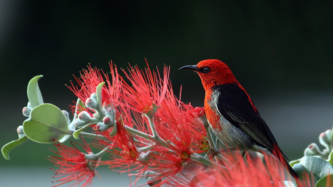 red and black bird on red flowers