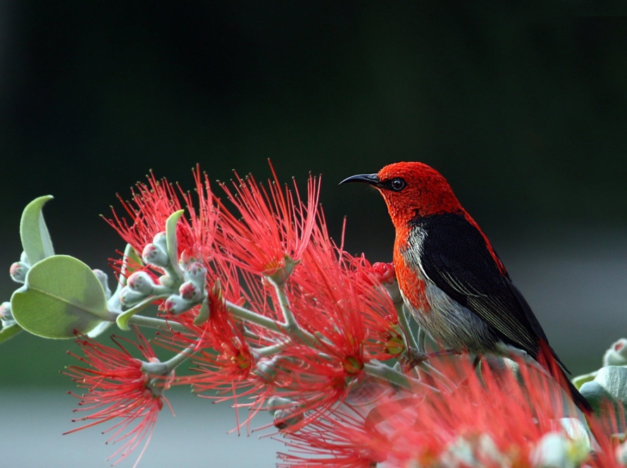 red and black bird on red flowers