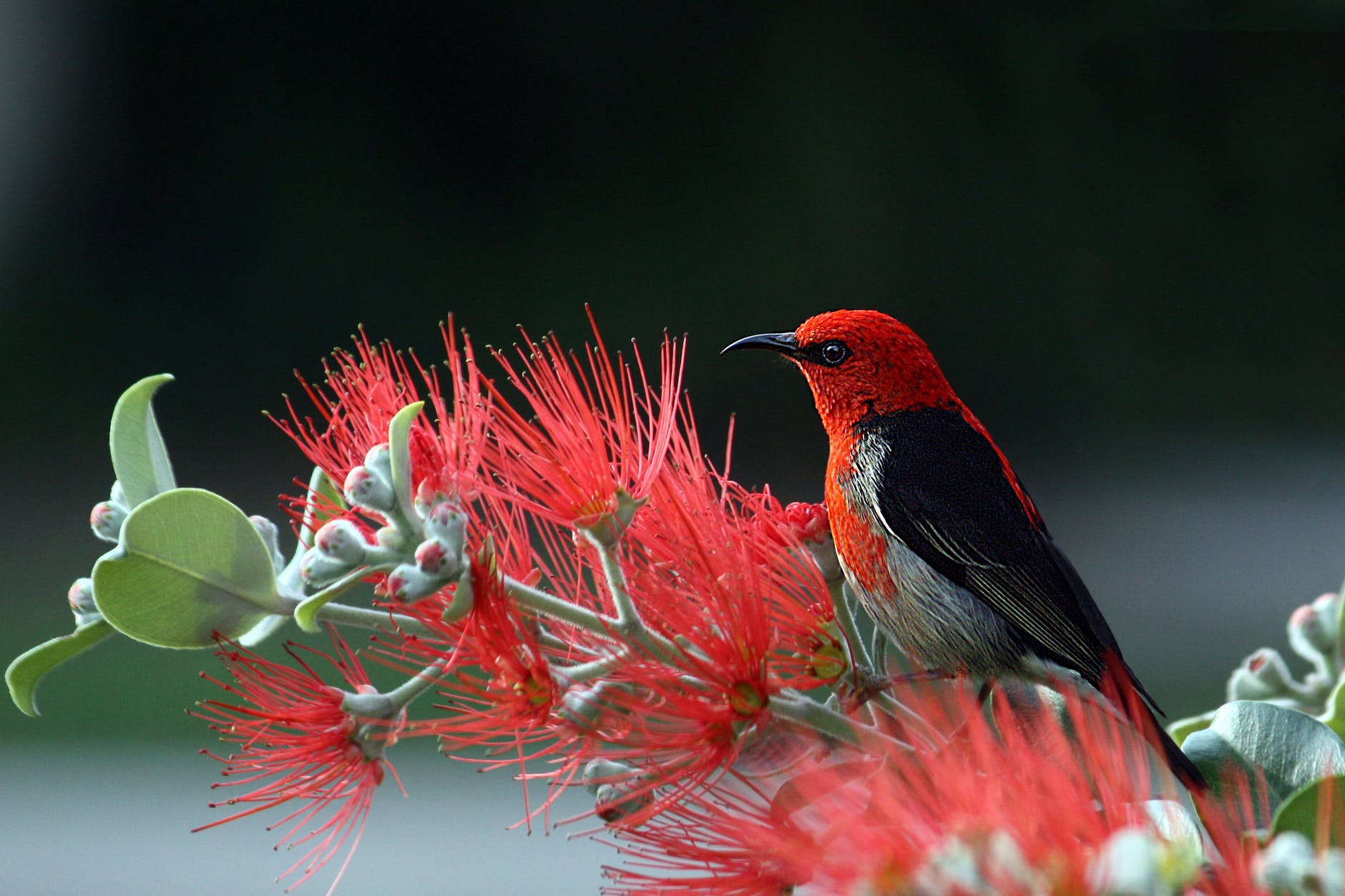 red and black bird on red flowers