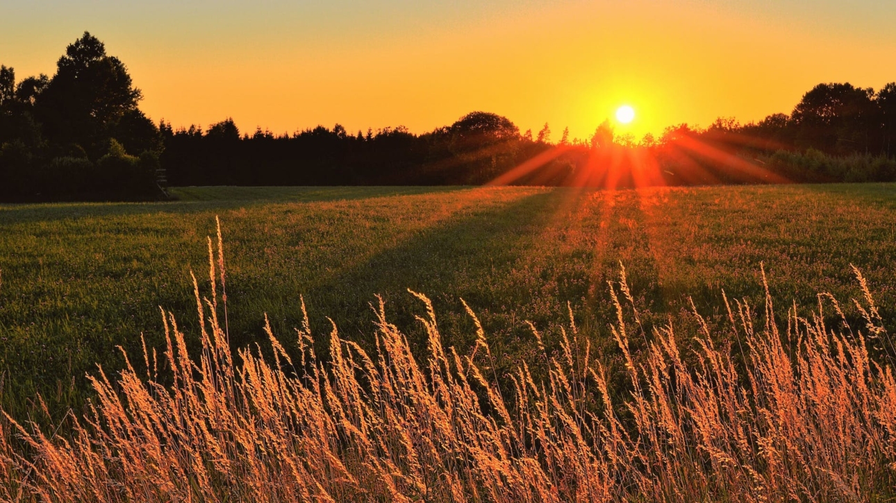 sunray across green grass field