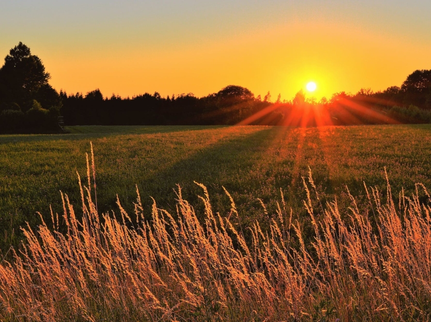 sunray across green grass field