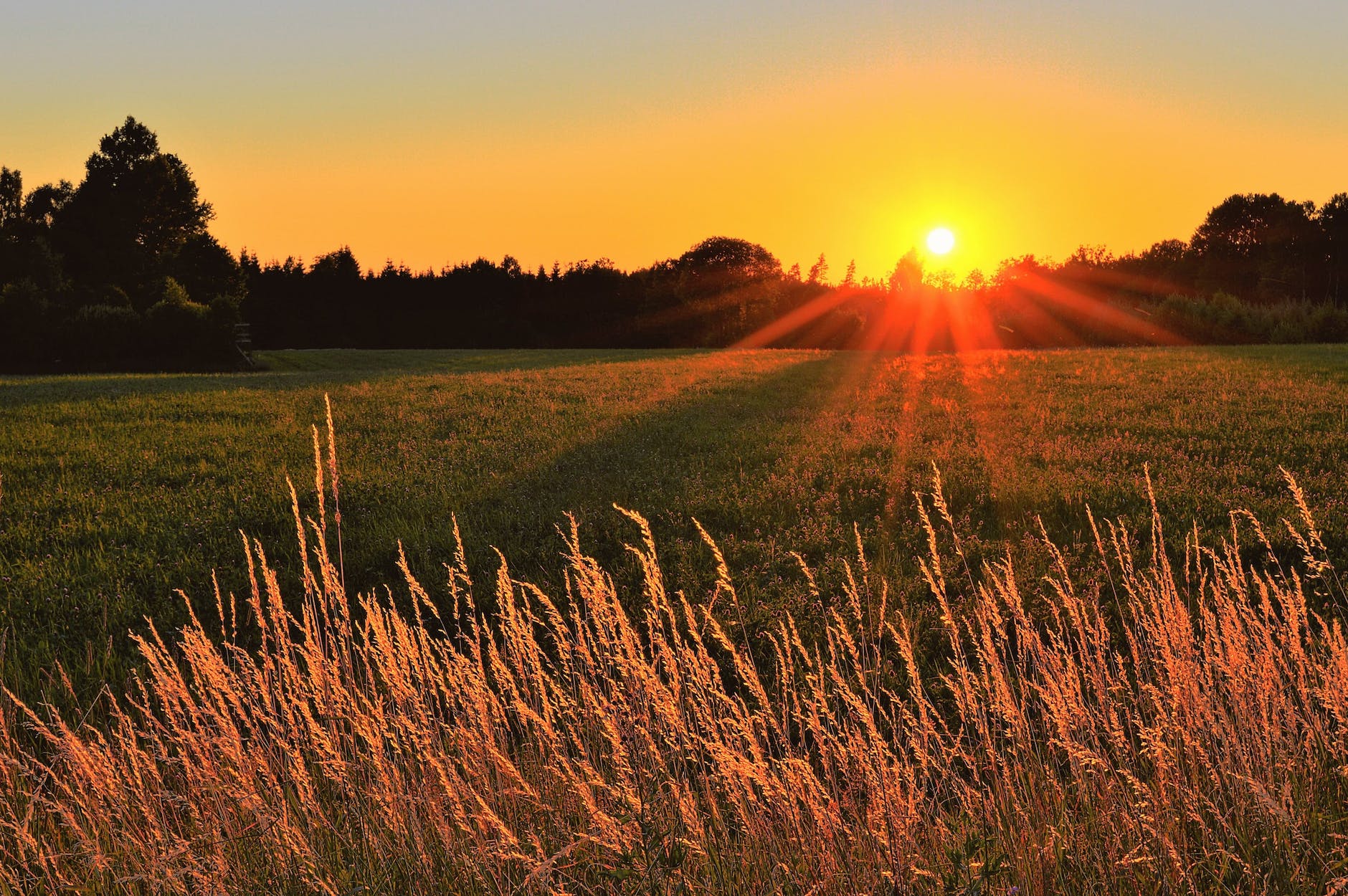 sunray across green grass field