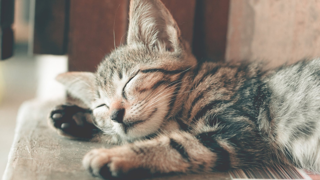 close up photography of sleeping tabby cat
