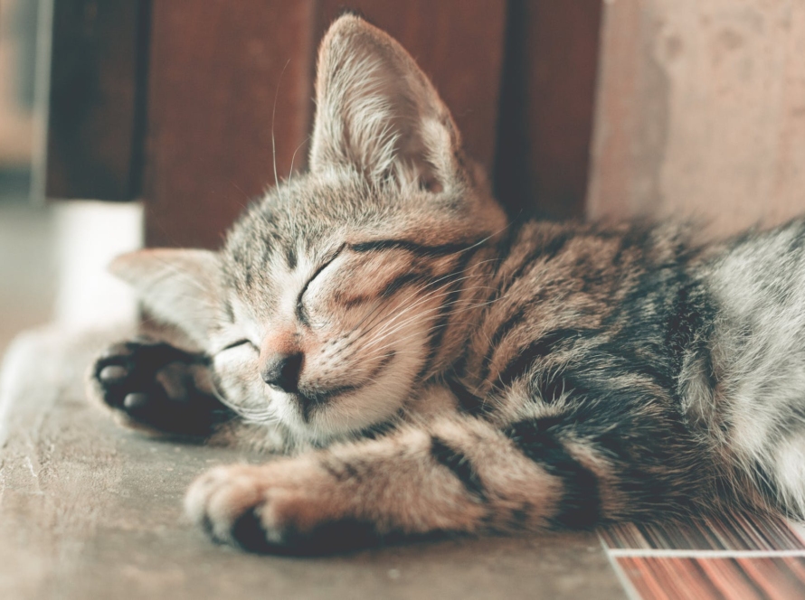 close up photography of sleeping tabby cat